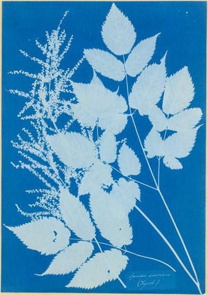 Sanatta Kadına Bakış ve Düzene Başkaldıran Ressam Artemisia Spiraea aruncus min